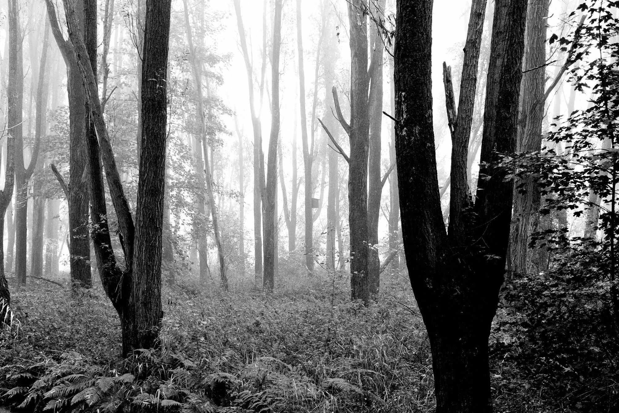 Bieslandse Bos in de mist