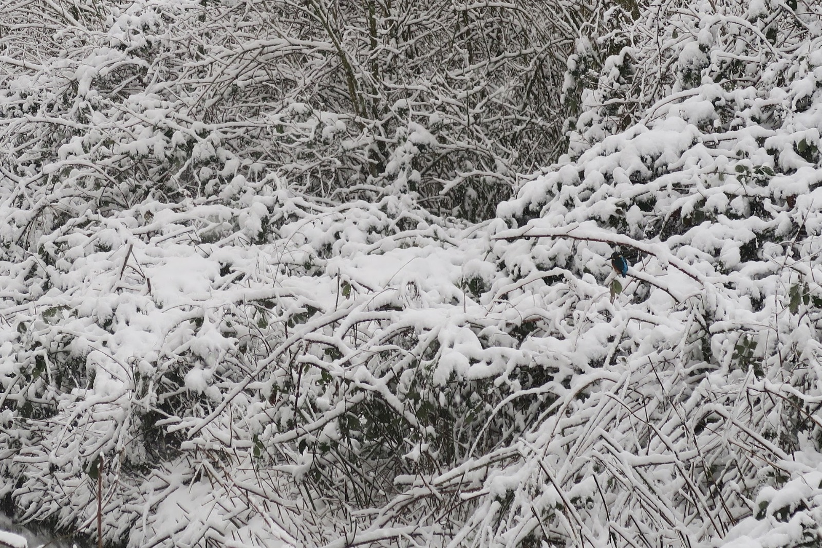Bieslandse Bos in de sneeuw
