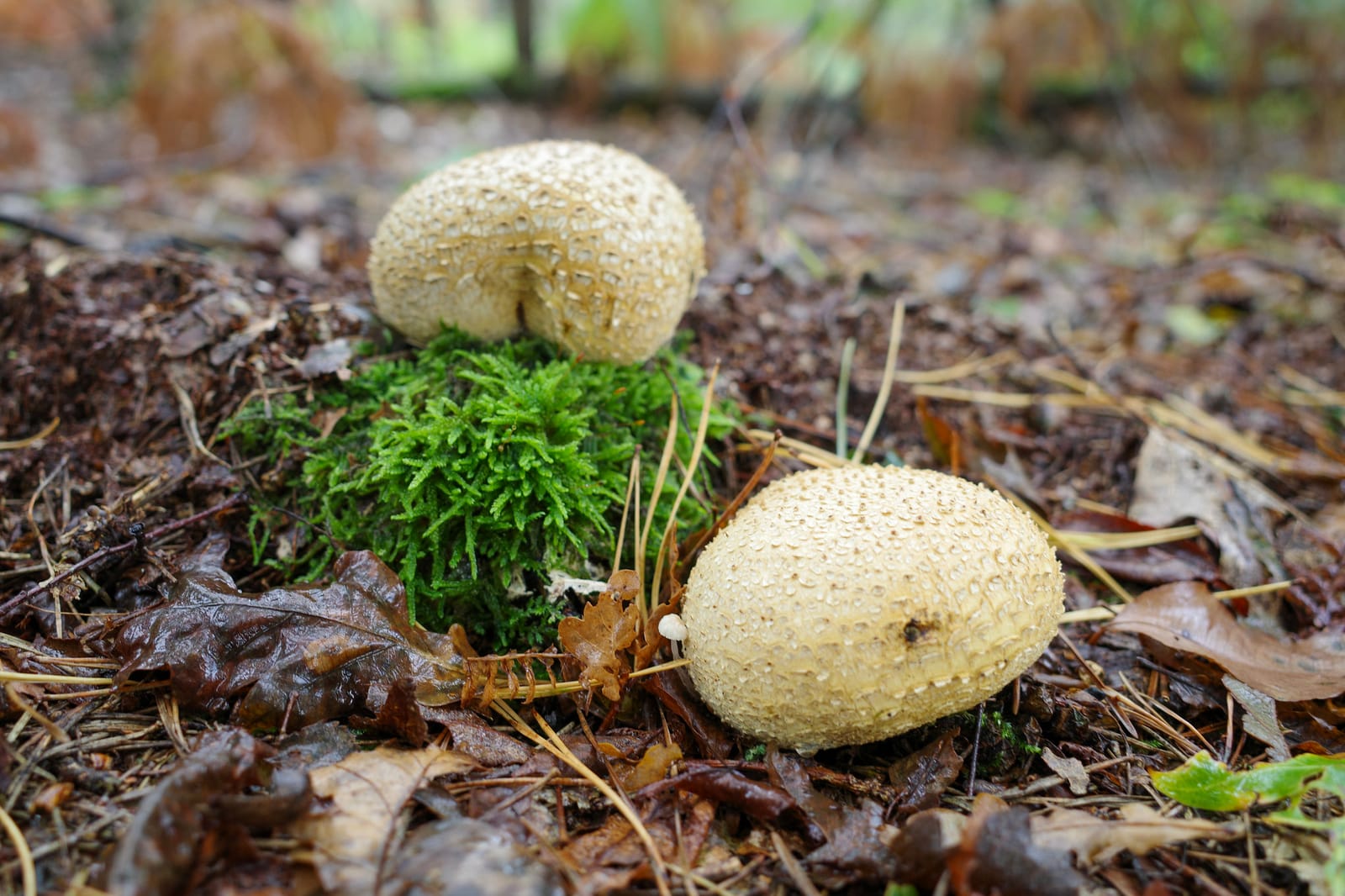 Strijbeekse Heide