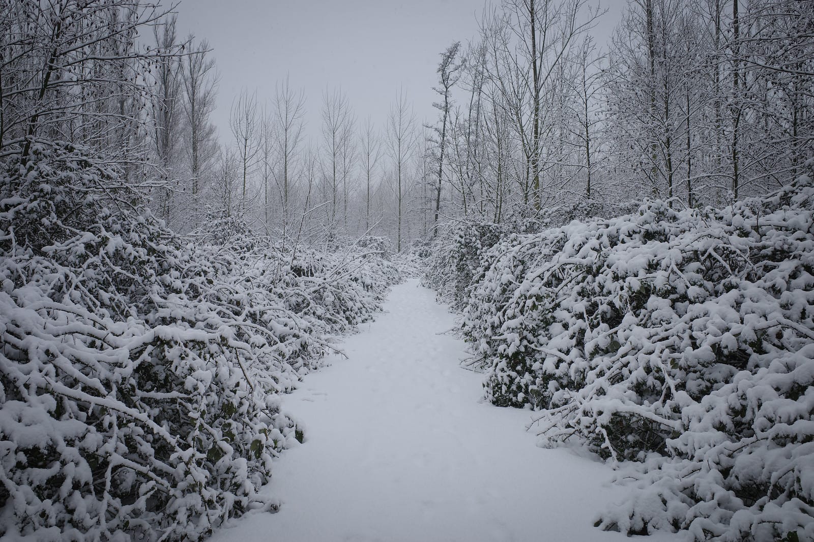 Bieslandse Bos in de sneeuw