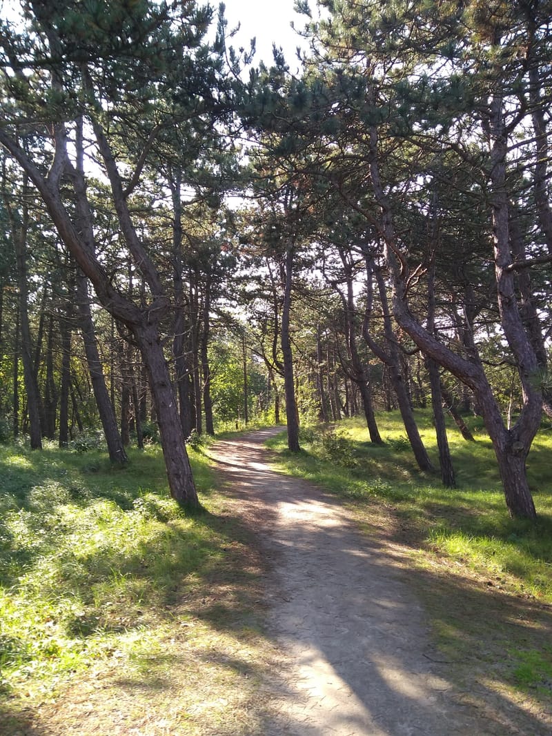 Paddenstoelenwandeling tussen Wassenaarse Slag en Meijendel