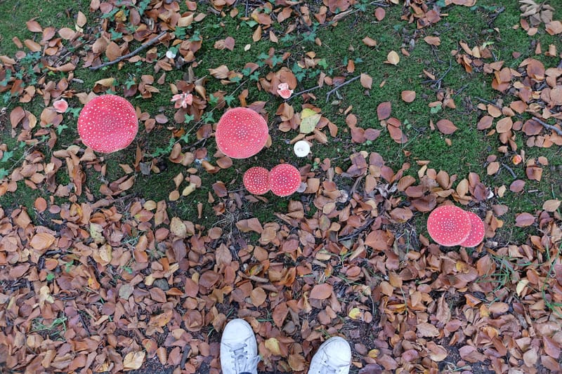 Paddenstoelenwandeling Clingendael