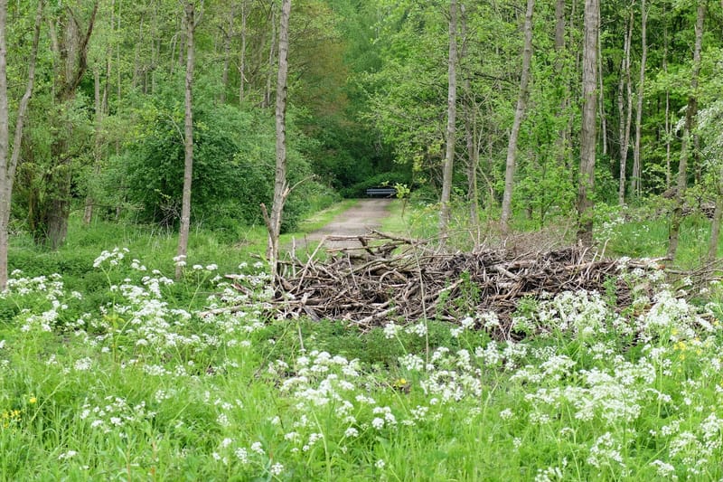 Bieslandse Bos na de bomenkap