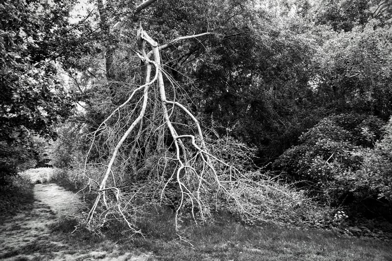 Wandeling van Delft naar het Elsenburgerbos