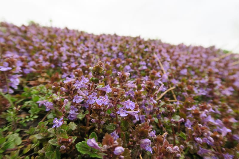 Planten herkennen met Obsidentify